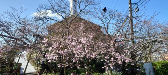 桜が綺麗に咲き始めました🌸